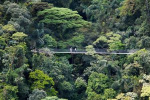 Hanging Bridges 2