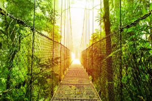 Picture of Arenal Hanging Bridges Ecological reserve, natural rainforest park, La Fortuna de San Carlos city, Costa Rica, Central America, footbridge in jungle, travel and tourism concept