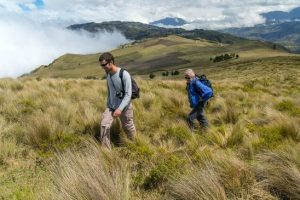 Paramo Forest