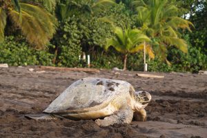 Sea turtle diggin in the sand to put her eggs on August 2010, in Tortuguero National Park, Costa Rica